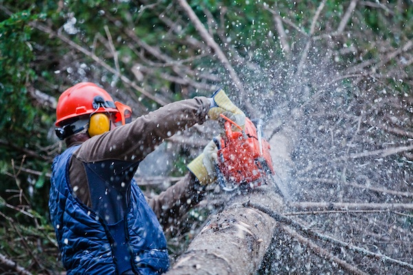 tree lopping {location}